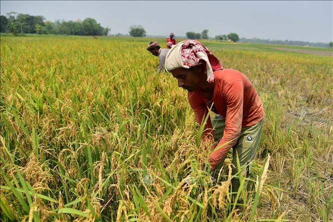 Nông dân thu hoạch lúa trên cánh đồng ở Nagaon, bang Assam, Ấn Độ. Ảnh: THX/TTXVN