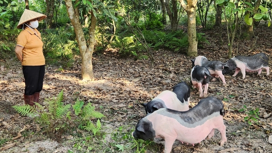 La primera granja de cerdos orgánicos Mong Cai en Quang Ninh