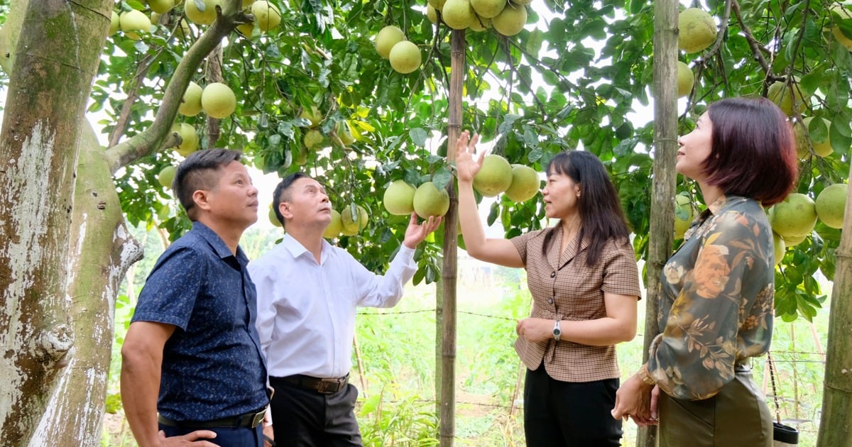 Lãnh đạo TP Hà Nội sẽ đối thoại, tháo gỡ khó khăn cùng nông dân