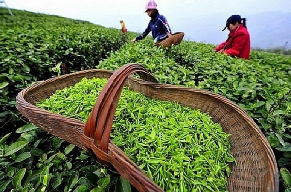 Top 3 largest tea export markets of Vietnam