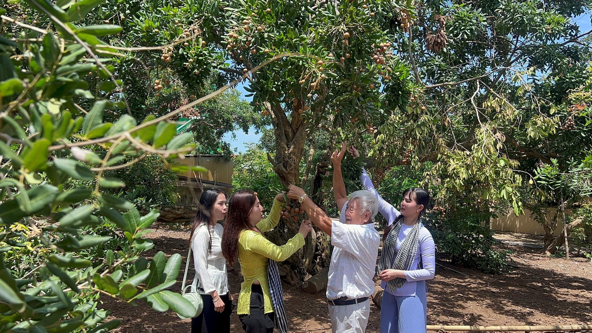 Loại nhãn cổ trăm năm ở Bạc Liêu cho trái tròn vo, vỏ mỏng, cơm giòn, nhiều người muốn ngắm cụ nhãn- Ảnh 1.