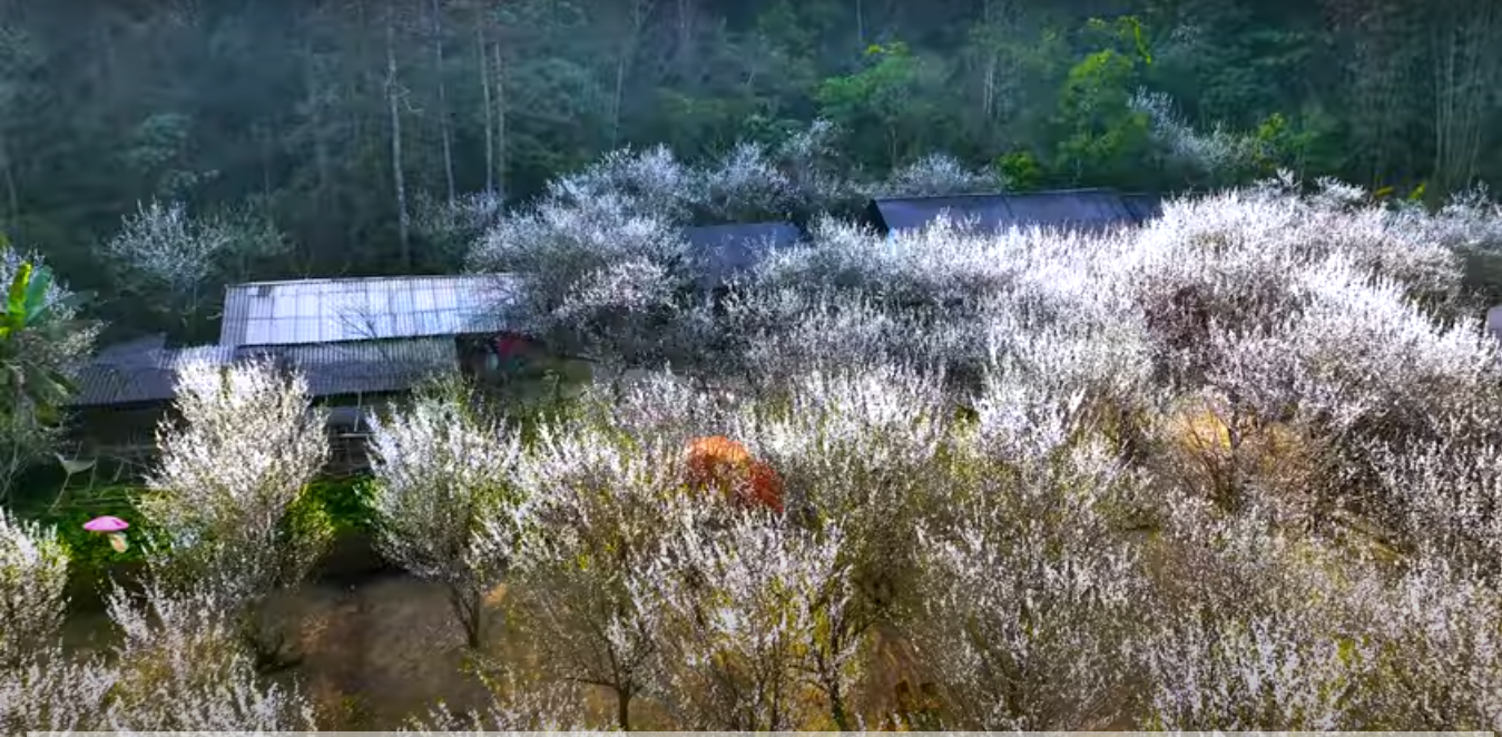 ที่ราบสูงตาวันชูมีความสวยงามและเงียบสงบในช่วงฤดูดอกพลัมสีขาว