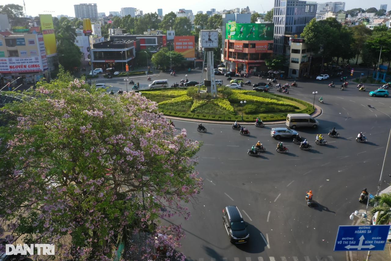 TPHCM lãng mạn dưới sắc hồng của loài hoa được ví như hoa anh đào - 1