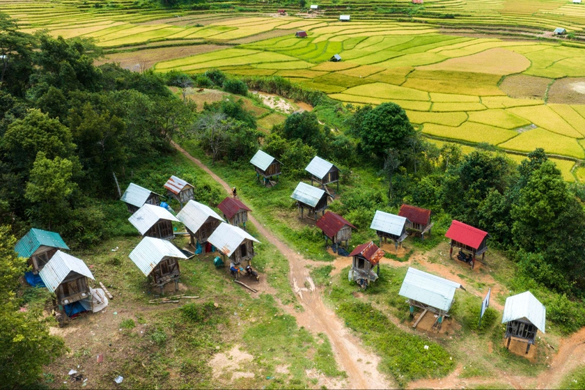 Mùa vàng ở Kon Plông  ảnh 2