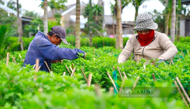 Quảng Ngãi: Có những nơi ánh sáng chưa bao giờ được “ngủ” suốt gần cả mùa đông - Ảnh 4.