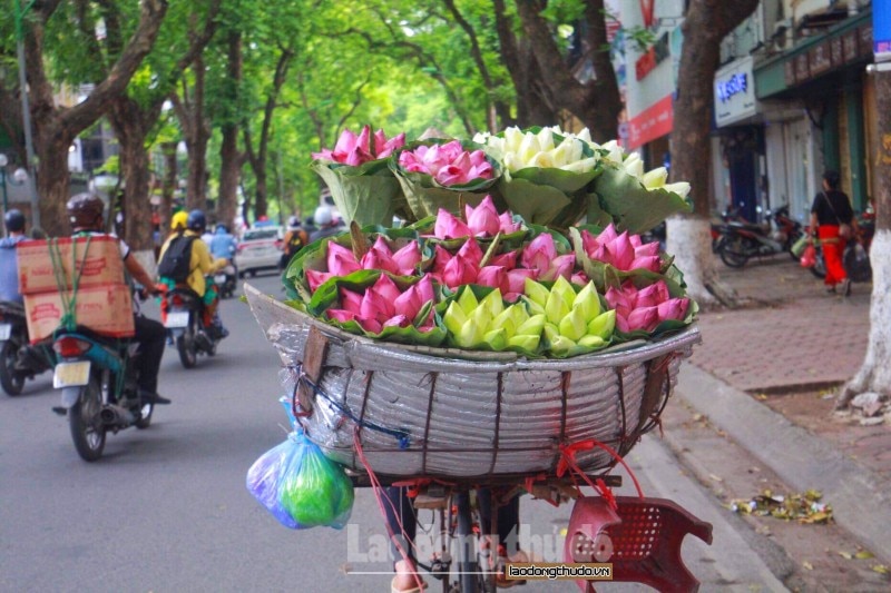 sen da u mu a xuo ng pho khoe sac khap duong pho ha noi