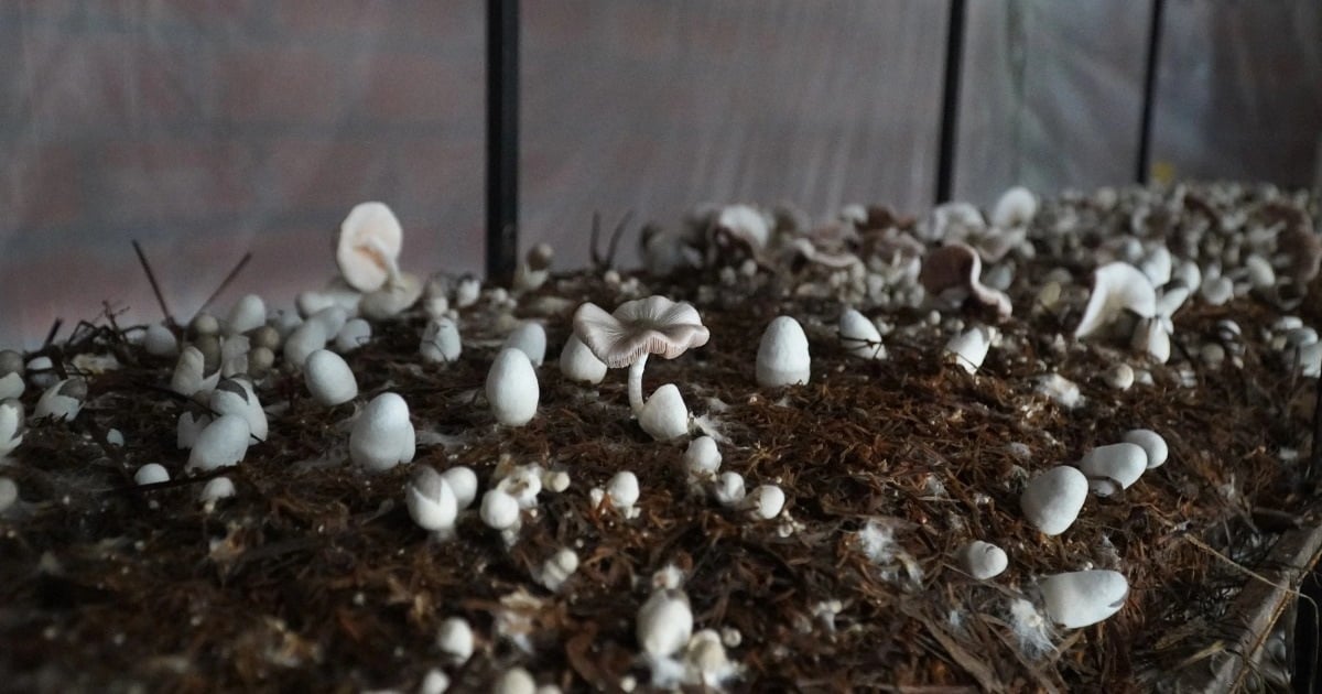 Young couple in the West earn millions every day with a "giant" mushroom farm