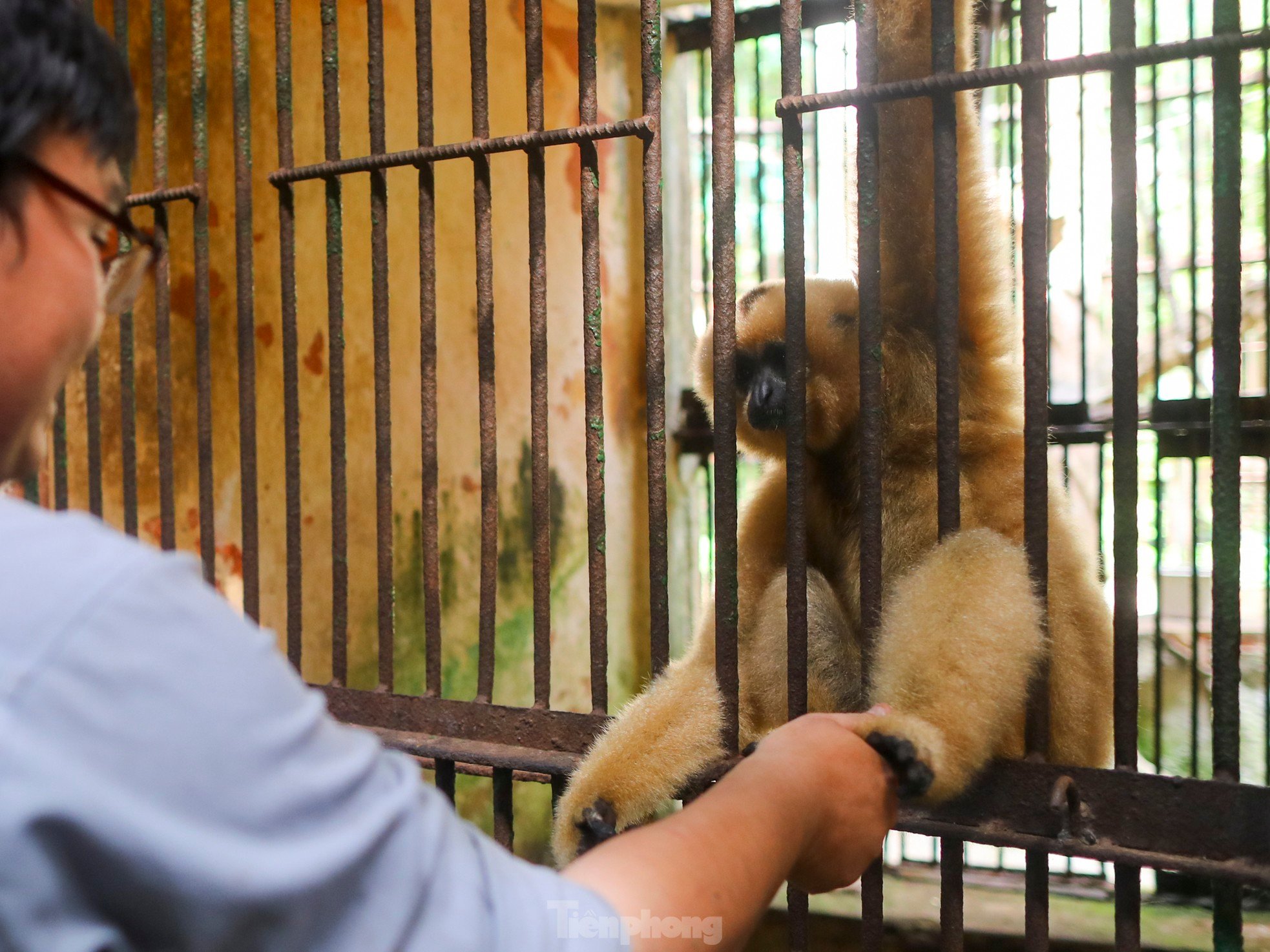 ソーシャルメディアで話題になっている動物園の赤ちゃん猿の何がそんなに特別なのでしょうか?写真3