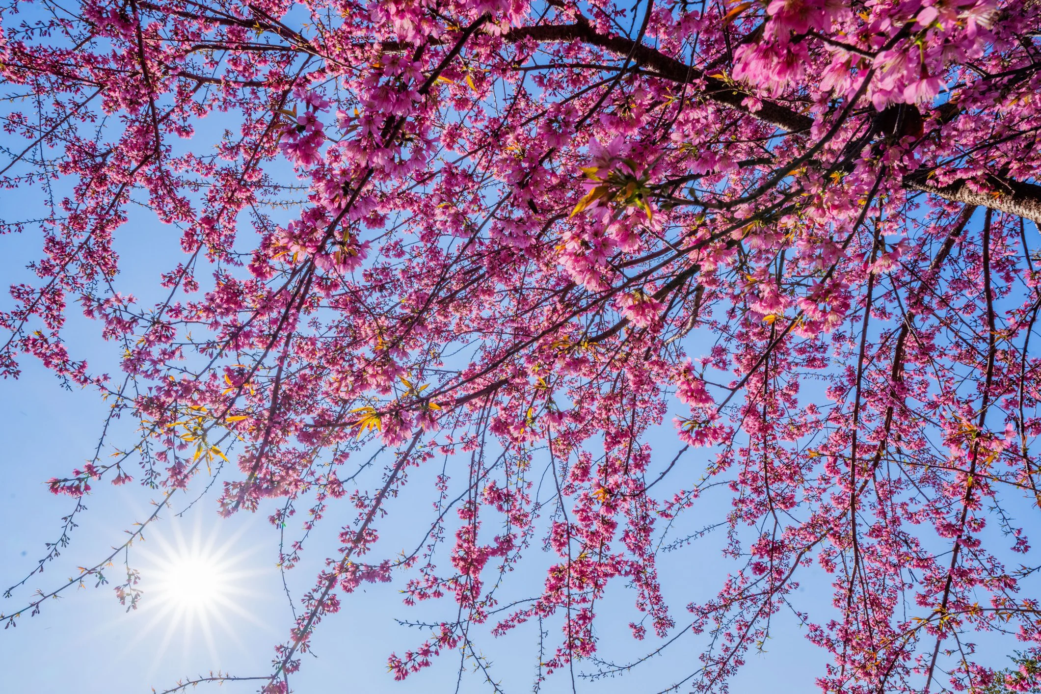 Moc Chau is brilliant in cherry blossom colors on the eve of Tet