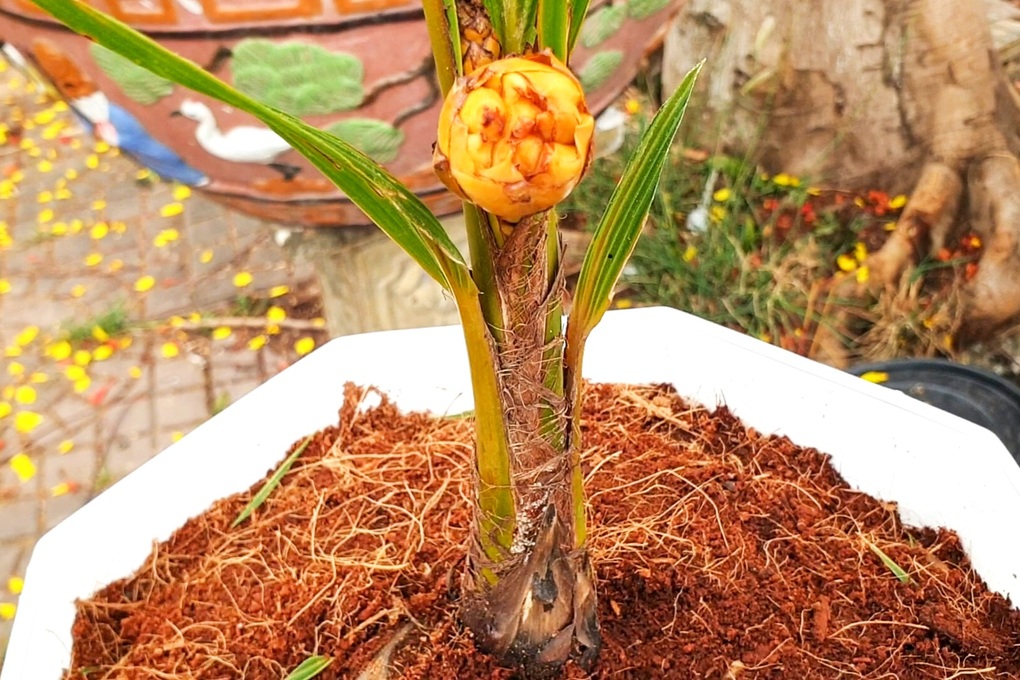 Cây dừa tí hon 6 tháng tuổi, cao 40cm đã ra hoa, sắp kết trái - 1