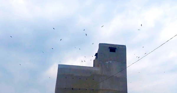 Les hirondelles, des oiseaux sauvages attirés dans les maisons pour faire leur nid à Vinh Long, sont comme des oiseaux qui crachent de l'or, rendant les gens riches.