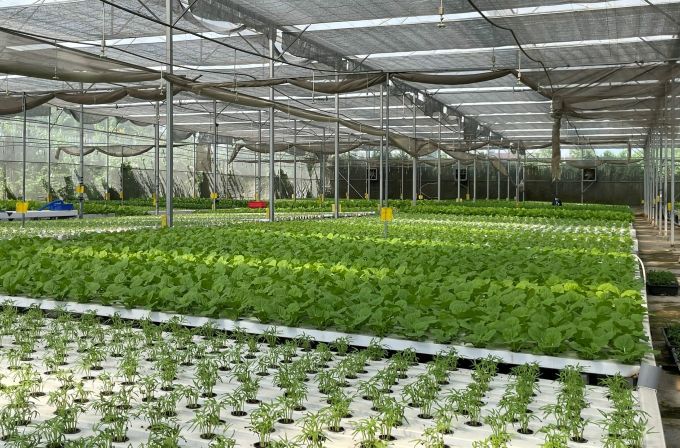 Cultivo de hortalizas mediante un modelo agrícola de alta tecnología en la ciudad de Thu Duc, ciudad de Ho Chi Minh. Foto: Ha An