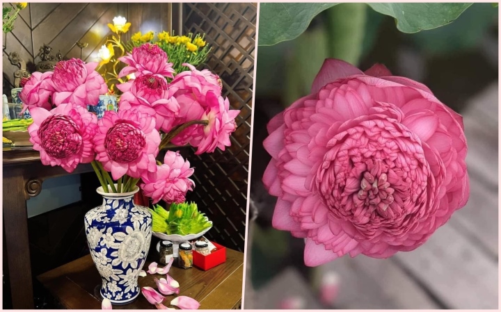 La flor de loto de mil pétalos, que en su día fue una moda que volvía locas a las mujeres, ahora ha caído miserablemente de precio.