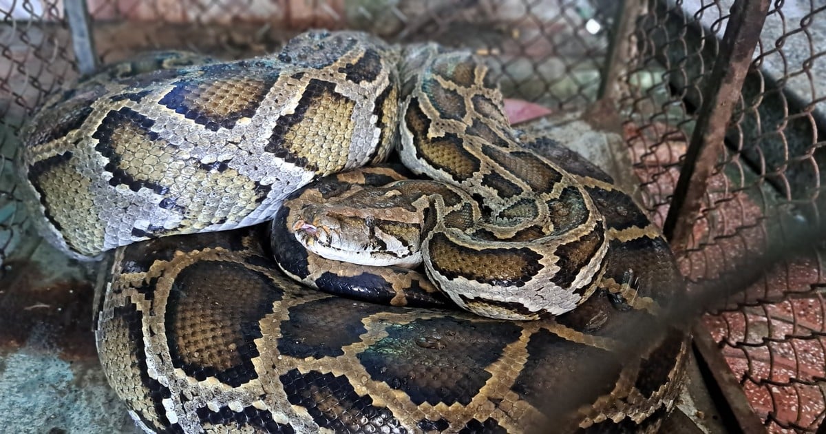 Rare 32kg python crawls into a resident's garden