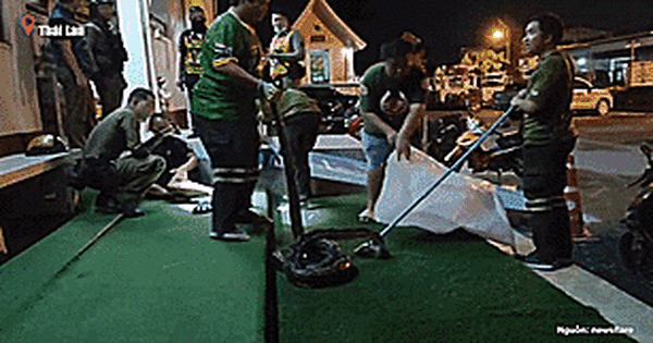 CLIP: Một người đang ngủ bất ngờ bị trăn quấn