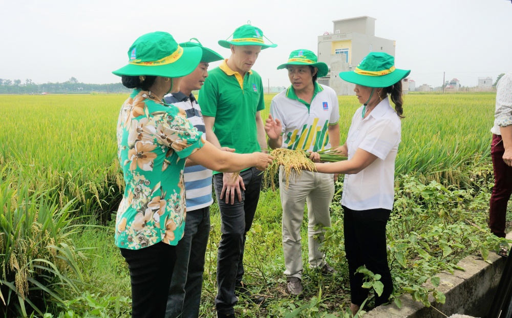 Phân bón mang lại hiệu quả kinh tế cao cho người nông dân
