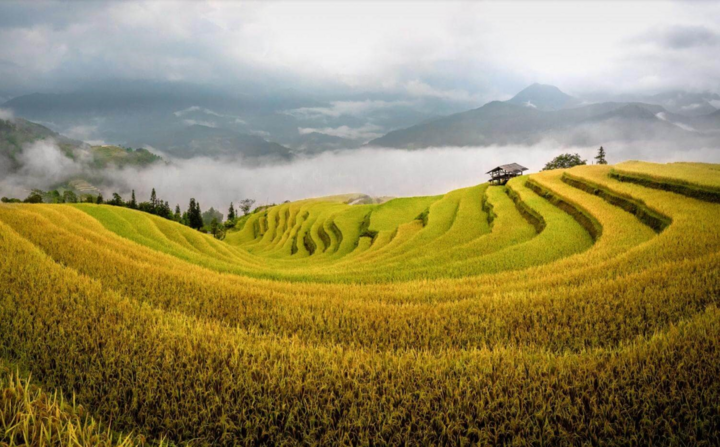 The yellow color of ripe rice blends with the mist.