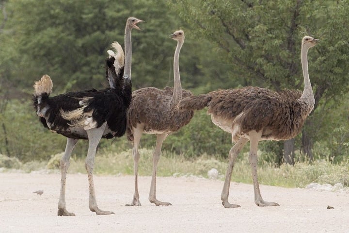 Quelques images intéressantes des animaux les plus stupides du monde - 1