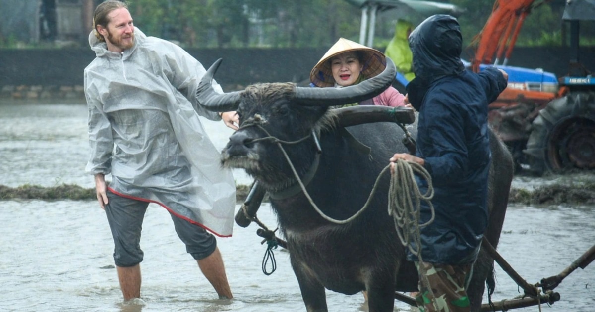 Khách Tây đội mưa xuống đồng cùng nông dân Hội An