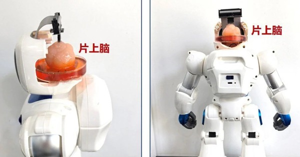 Trung Quốc tạo ra robot có não nhân tạo làm từ tế bào gốc con người