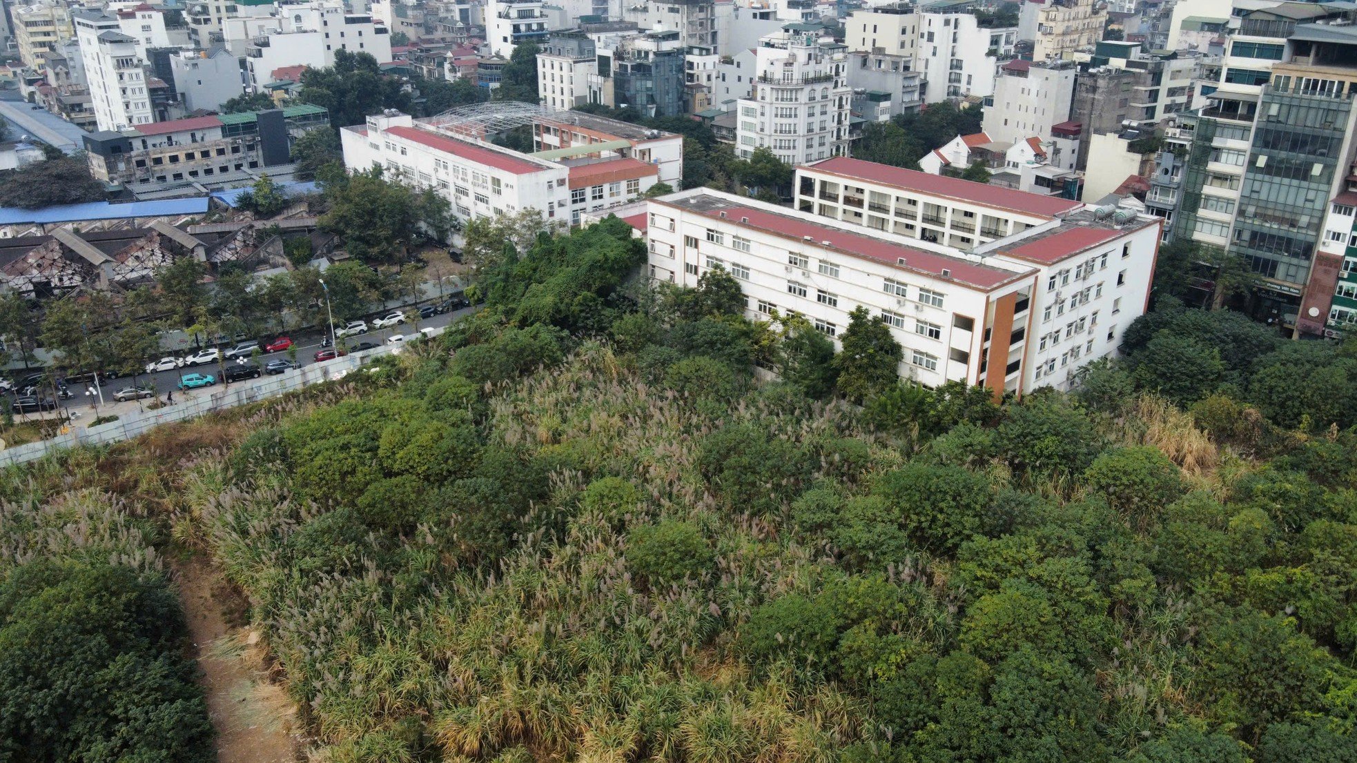 Unkraut wächst wild wie ein „Wald“ auf einem erstklassigen Grundstück in Hanoi und zerstört die Wohnfunktion. Foto 11