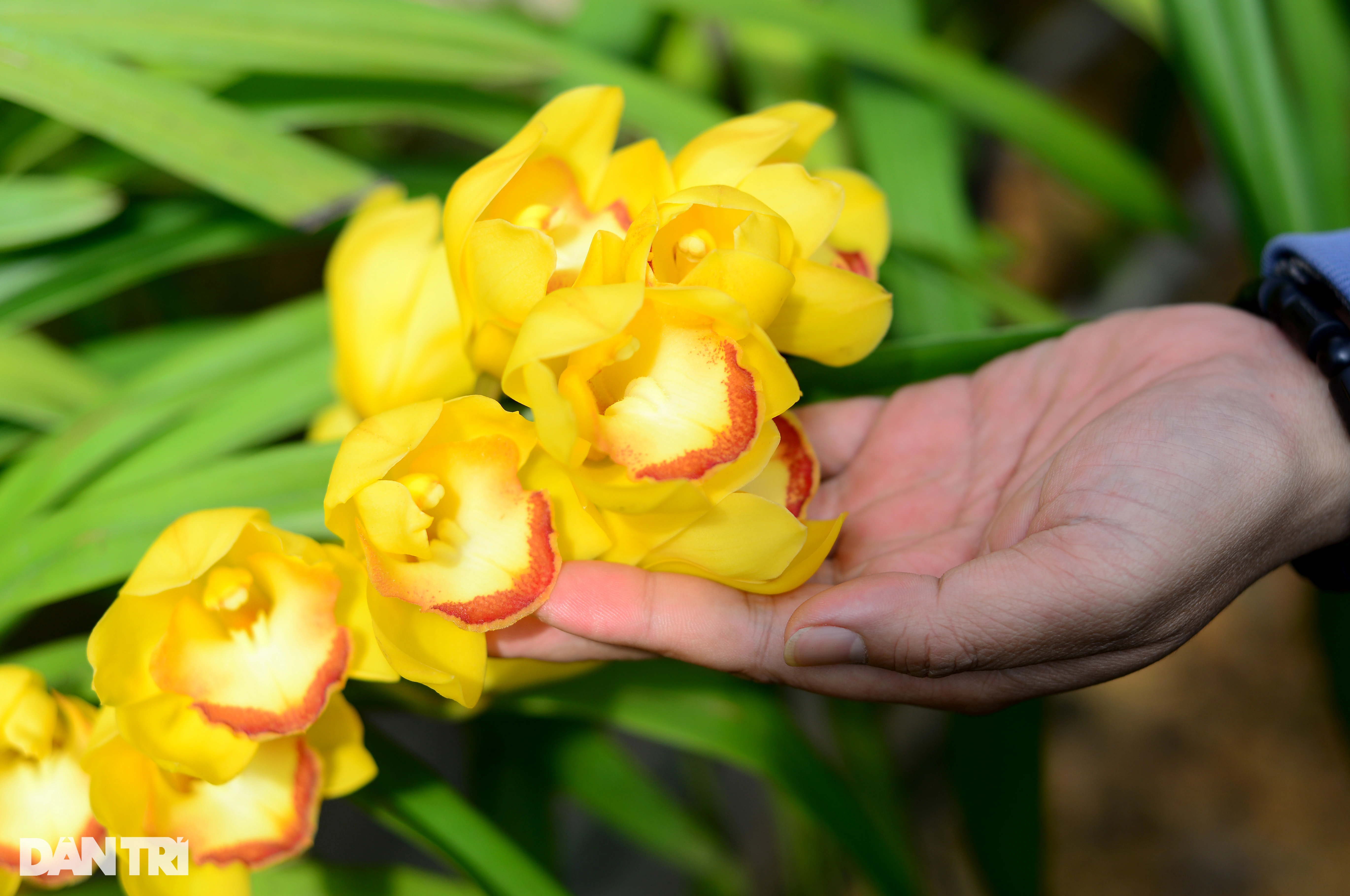 Un village produisant des fleurs au prix de 500 000 VND la branche remporte la saison du Têt