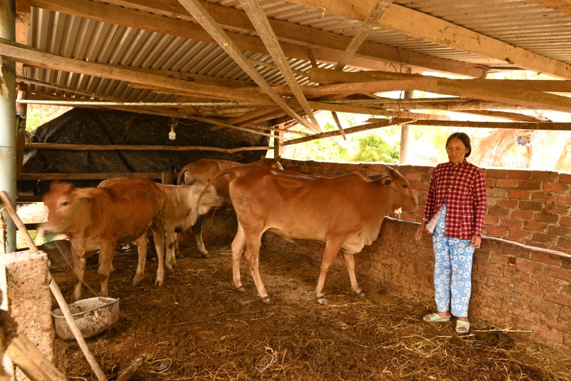 Après avoir emprunté de l'argent pour acheter 2 vaches destinées à l'élevage, l'étable de Mme Phan Thi Tu est passée à 4 vaches, ce qui constitue une source de capital très efficace pour échapper durablement à la pauvreté.