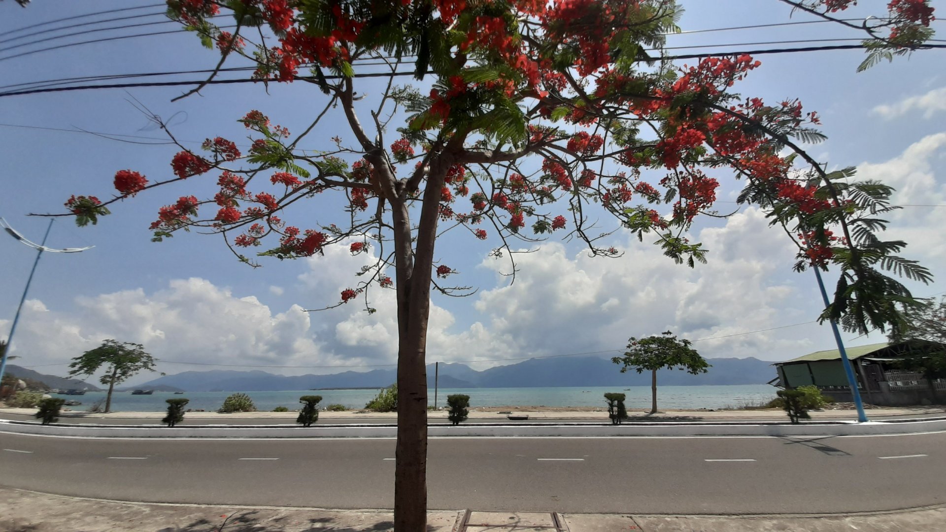 Một thành phố của Khánh Hòa, nổi tiếng cả nước đang bước vào mùa hoa thứ 100- Ảnh 3.