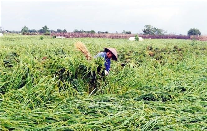 Ngành nông nghiệp chịu ảnh hưởng nặng nề do bão sô 3