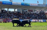 El Festival de Lucha de Búfalos Do Son 2024 cambia su programación debido al impacto de la tormenta No. 3.