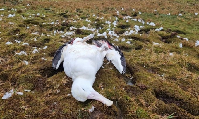 Le corps d'un albatros hurleur adulte soupçonné d'avoir été tué par des rats. Photo : Michelle Risi
