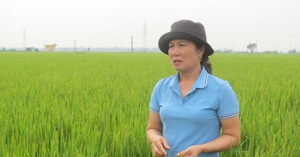 Culture de riz de haute technologie à Hai Phong, produisant des produits OCOP 3 étoiles