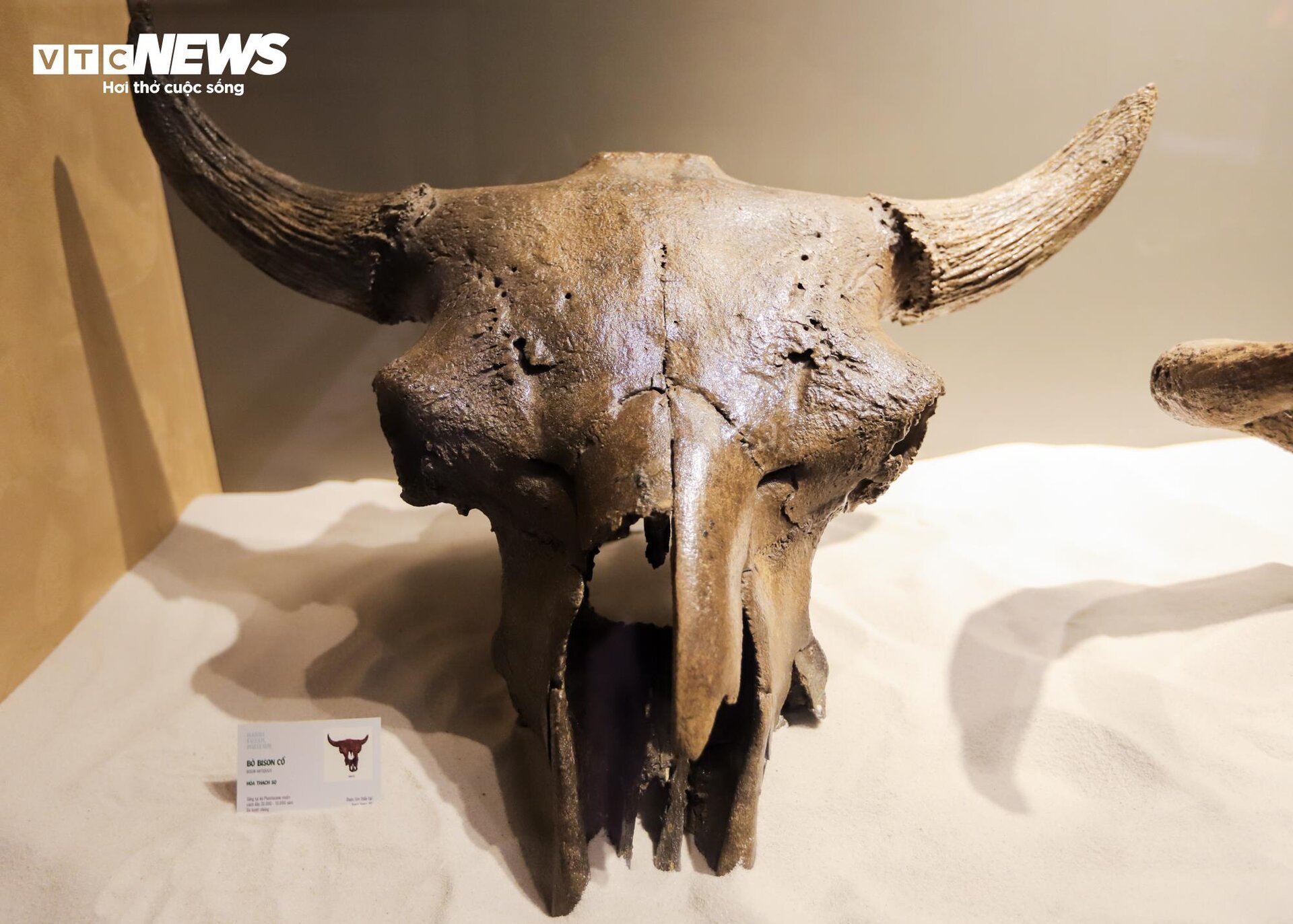 Close-up of billion-year-old fossils on display in Hanoi - 12