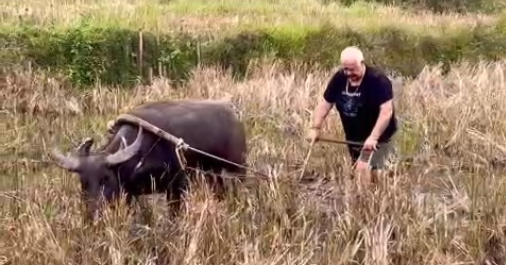 Les touristes occidentaux viennent au Vietnam pour voyager, s'adonner au désherbage, cuisiner des aliments pour les porcs et conduire les buffles au labour.