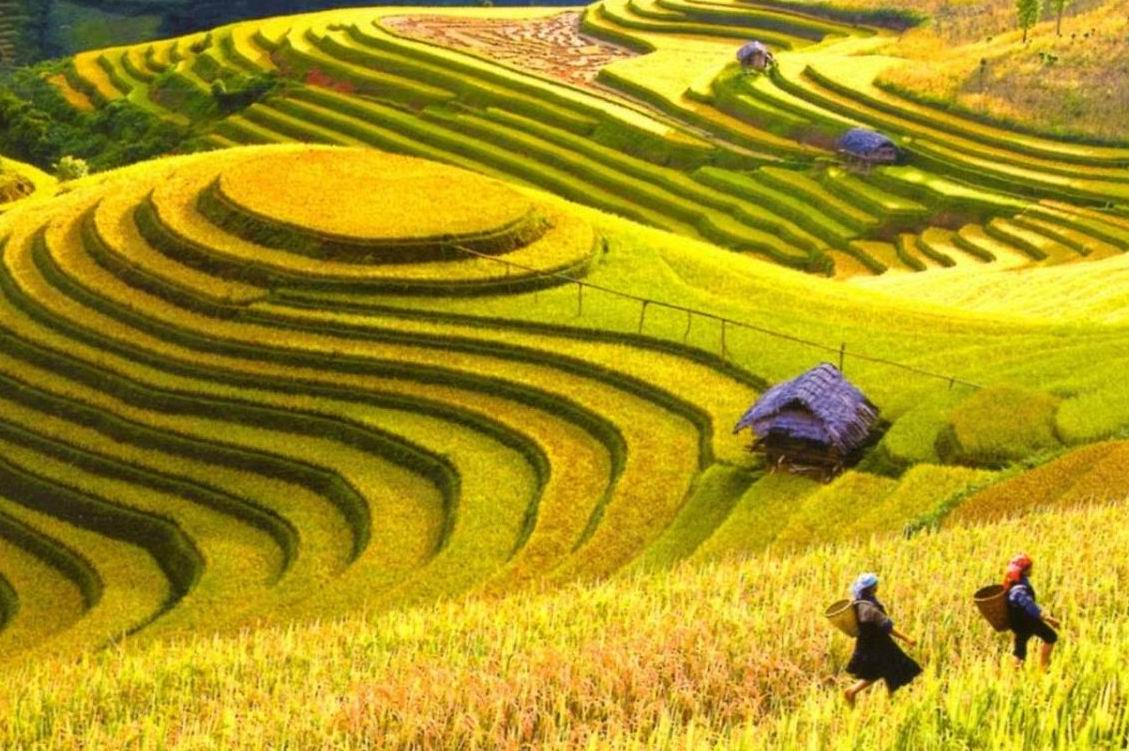 Saison dorée dans les hautes terres de Hoang Su Phi