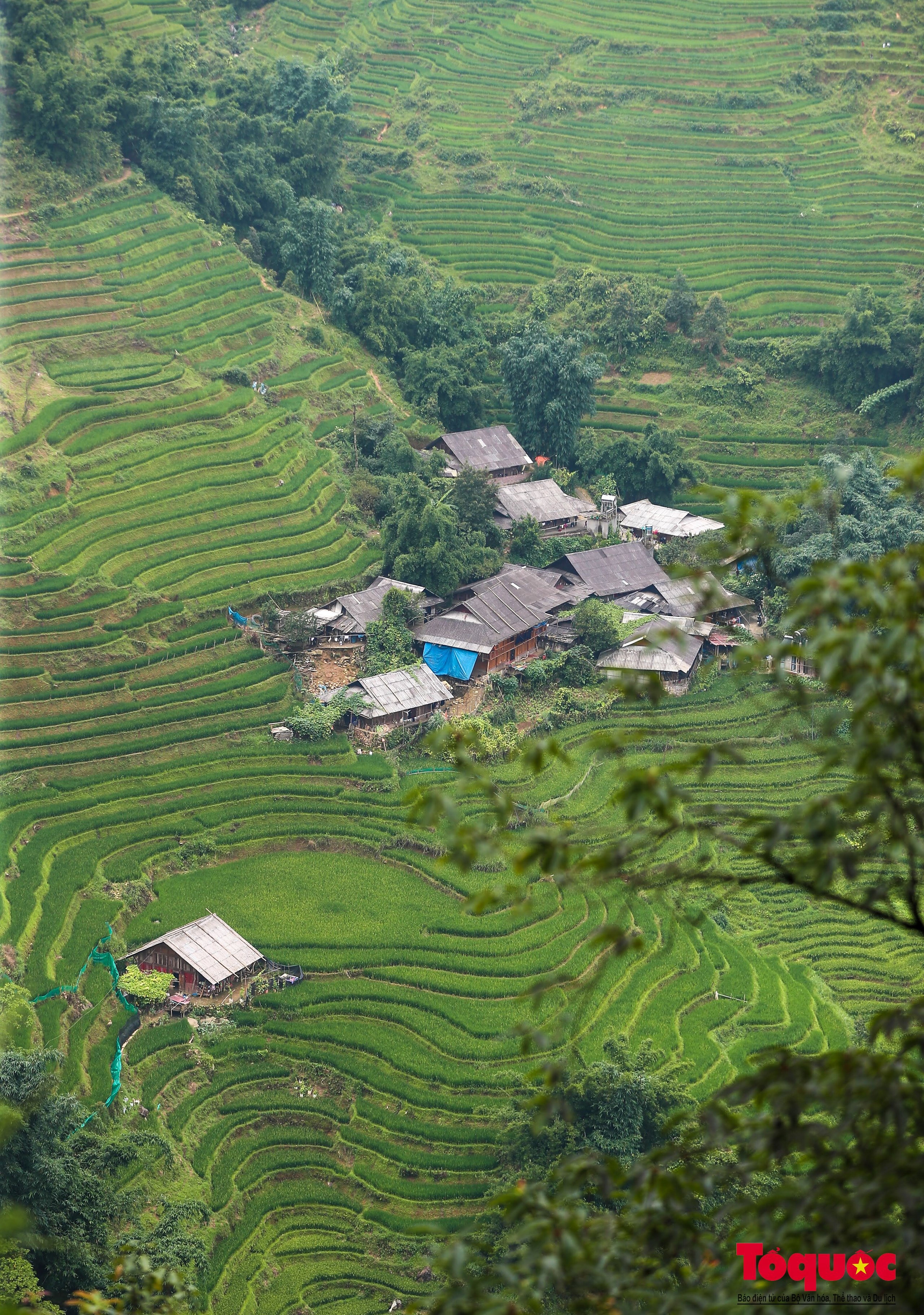 Mùa lúa non xanh mướt trên ruộng bậc thang Sa Pa - Ảnh 17.