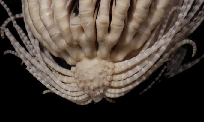 El crinoideo marino tiene un cuerpo parecido a una fresa y 20 brazos. Fotografía: Gregory Rouse