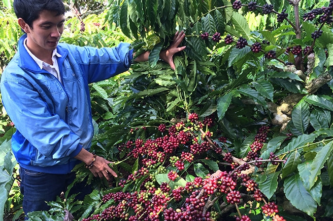 Avec un chiffre d'affaires de 4 milliards de dollars, le café vietnamien s'engage sur la voie de la croissance verte