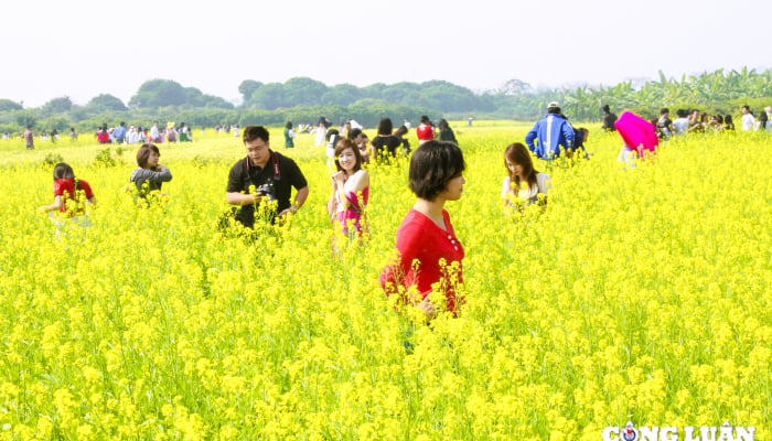 Campos de flores de canola amarillas en plena floración en las afueras de la capital.