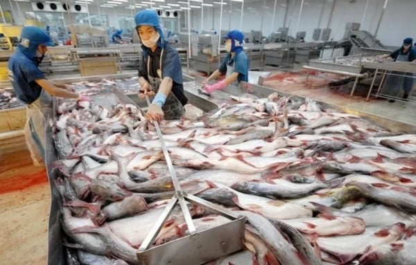 Le poisson pangasius est très demandé sur le marché du CPTPP ; Les prix du café sont sur le point de franchir un sommet historique, les entreprises sont confrontées à une « opportunité en or »