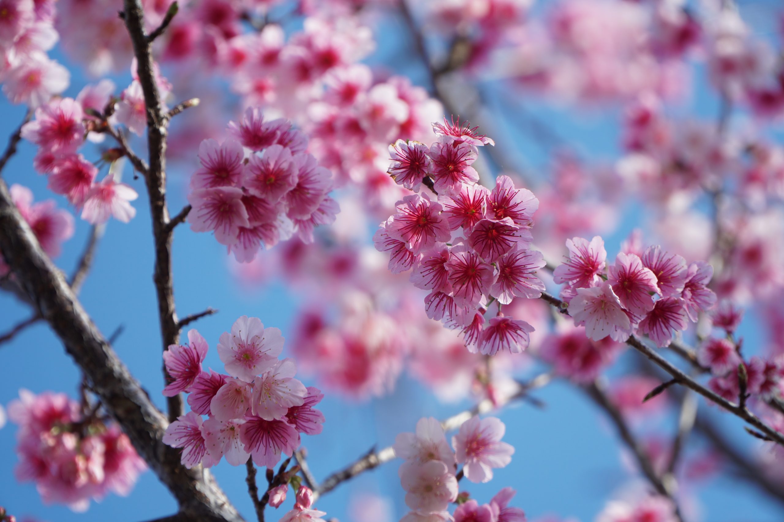 Japanische Kirschblüten blühen prächtig inmitten eines Bergsees