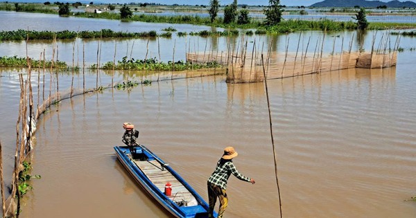 Đến An Giang mùa nước nổi, nếm đặc sản cá linh non trứ danh