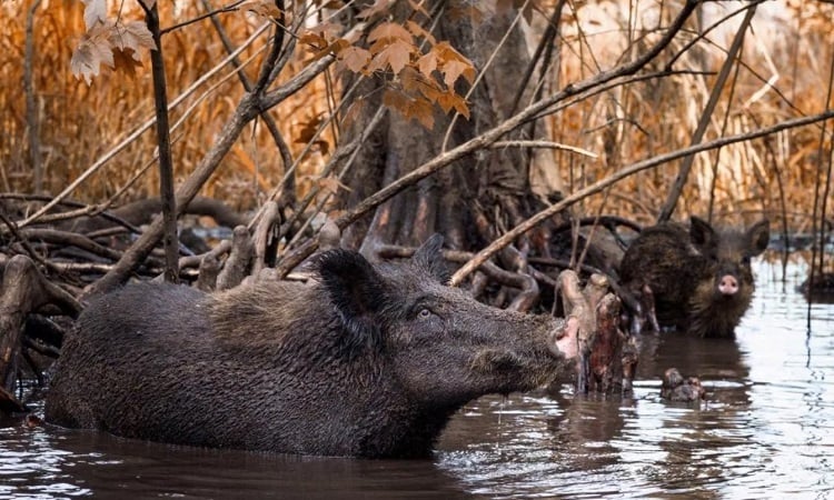 USA bekämpfen invasive Wildschweine, indem sie sie essen