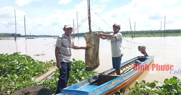 Ra dòng sông Sài Gòn chảy qua nơi này của Bình Phước, thấy dân kéo vó bè bắt toàn cá ngon