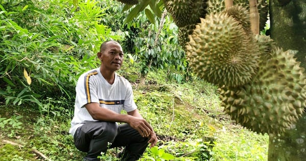 Một ông nông Lâm Đồng trồng sầu riêng trên đất dốc, cây ra trái bói mà quả treo nhiều thế này đây