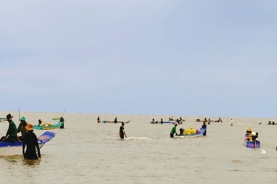 La explotación de semillas de almeja en el Parque Nacional Mui Ca Mau se 