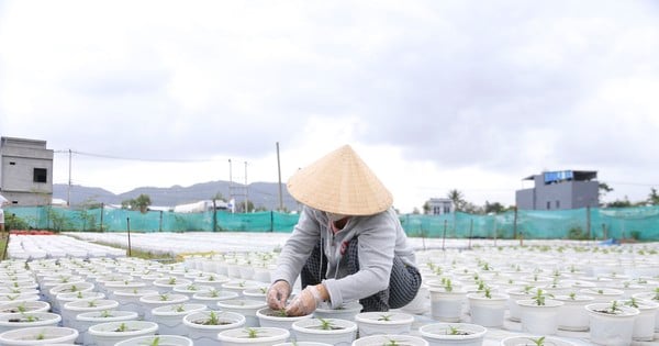 不安定な天候、ダナンの農家は旧正月の花の収穫を心配