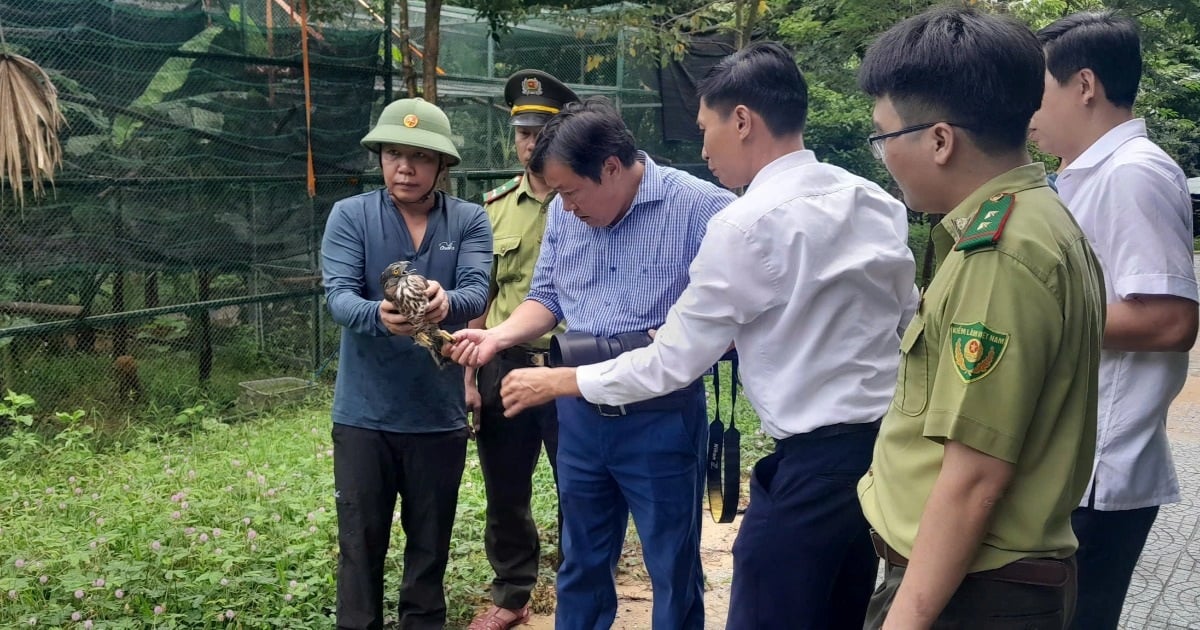 Quang Binh : Libérer 15 animaux sauvages dans le milieu naturel