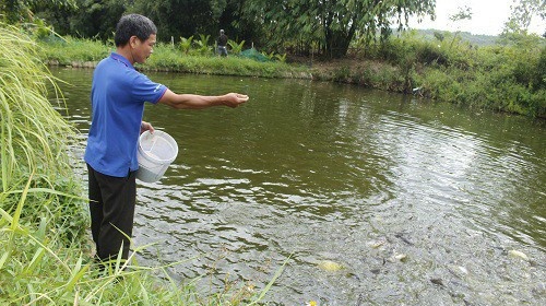 Da Nang se propone producir más del 95% de los cultivos clave para 2025.