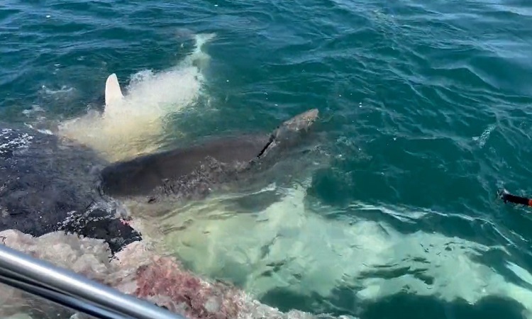 50 tiburones destrozan una ballena jorobada